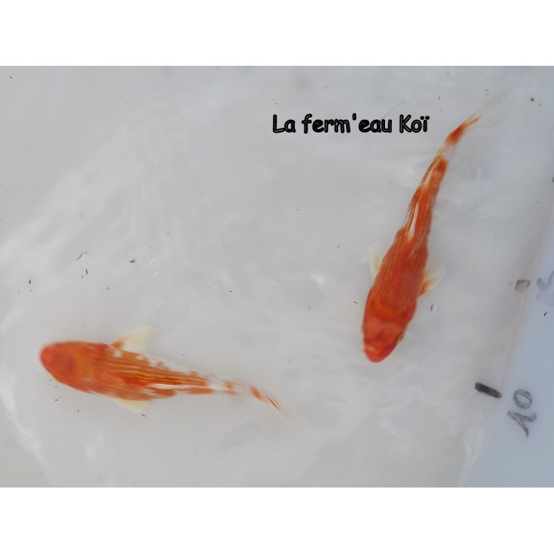  GINRIN HARIWAKE 12-15 cm Japon Marusaka tosaï