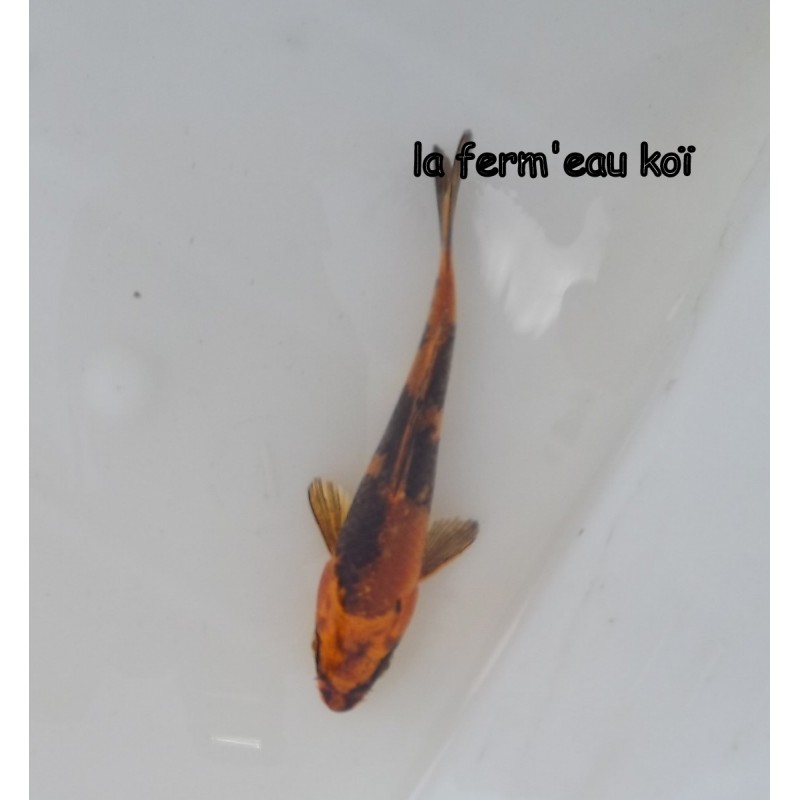 KIN KI UTSURI  12-15 cm Japon Marusaka tosaï