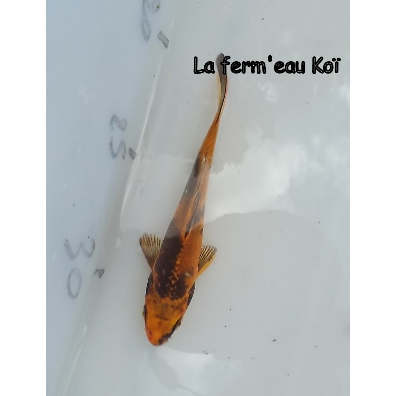 KIN KI UTSURI  12-15 cm Japon Marusaka tosaï