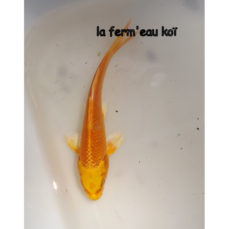  YAMABUKI 12-15 cm Japon Marusaka tosaï