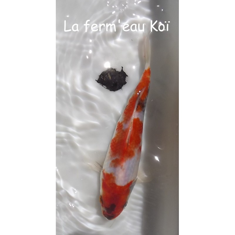 SHOWA 18-21cm Japon Ogata jumbo tosaï