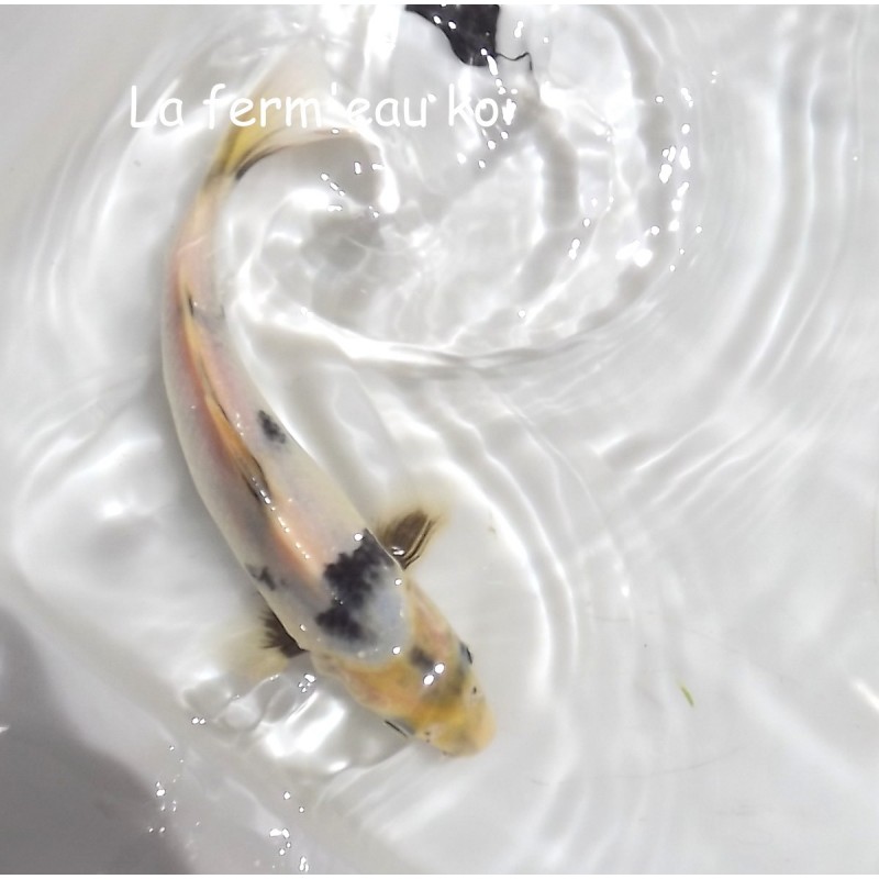 SHIRO UTSURI 18-21cm Japon Ogata jumbo tosaï