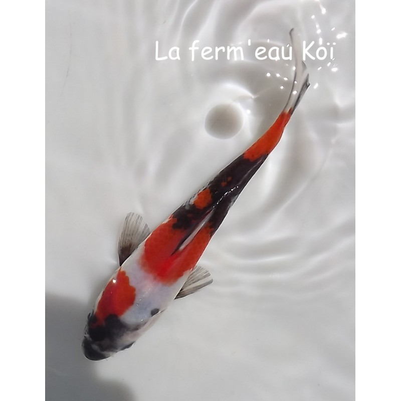 SHOWA 18-21cm Japon Ogata jumbo tosaï