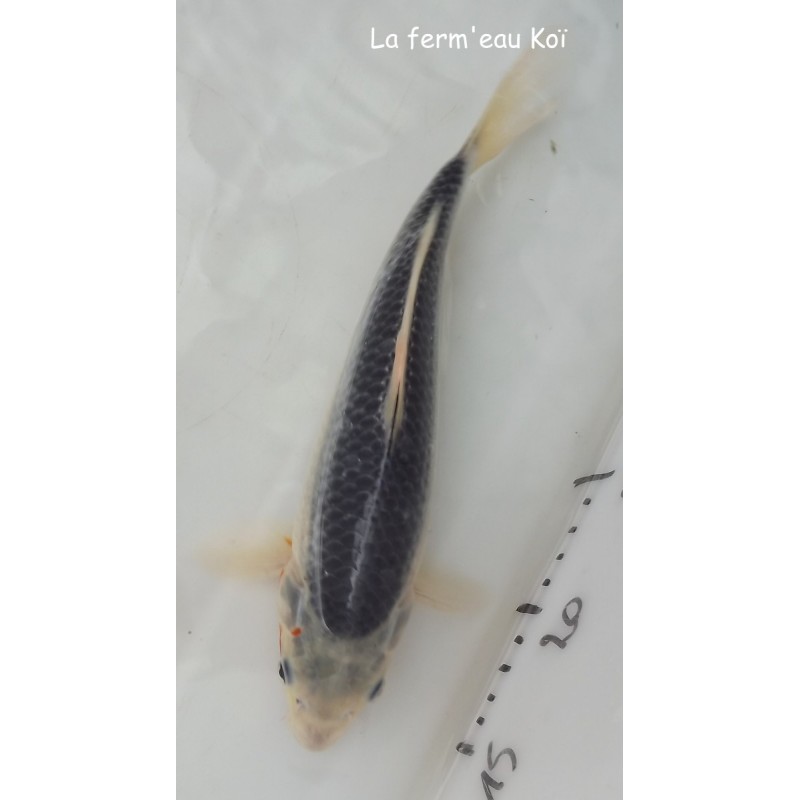 nisaï ASAGI 25-30cm Japon OGATA koï farm