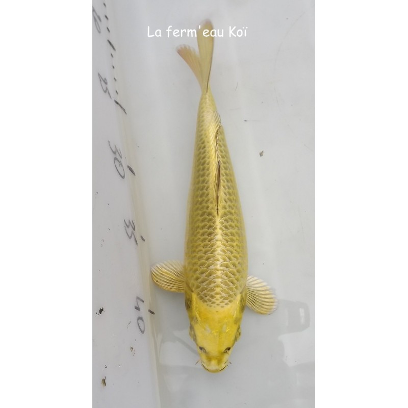 ki matsuba 25 cm Japon OGATA nisaï