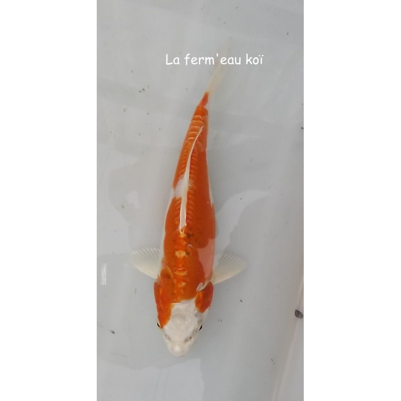 kikusui/doitsu yamatonishiki 17-20 cm Japon Marusaka tosaï