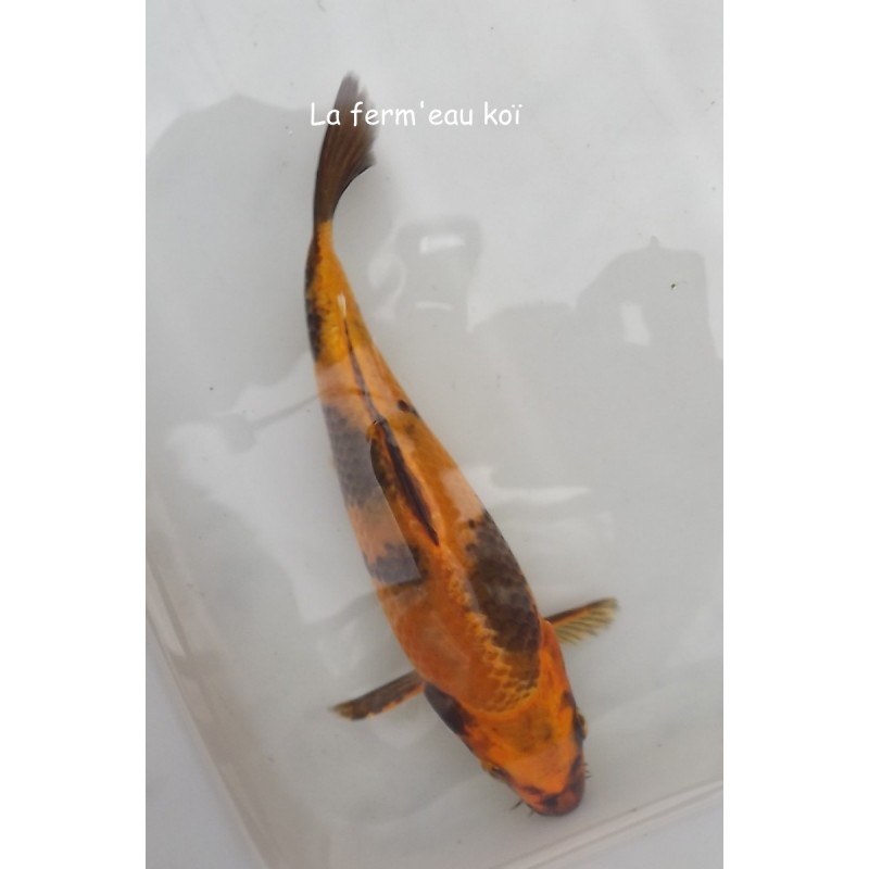 kin utsuri 17-20 cm Japon Marusaka tosaï