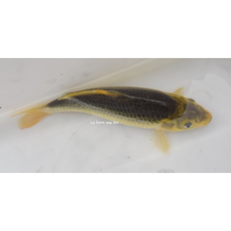 midorigoi 20-25 cm Japon Marusaka nisaî