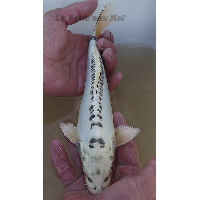 Doitsu gin matsuba 25-30 cm