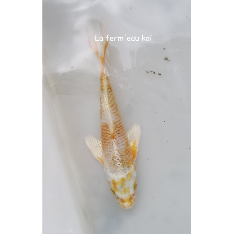 hariwake voile 15-20 cm