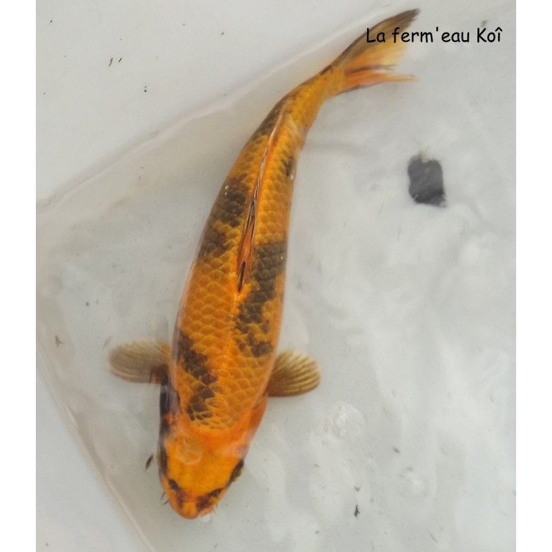 Kin utsuri 25-30 cm Japon Marusaka nisaï