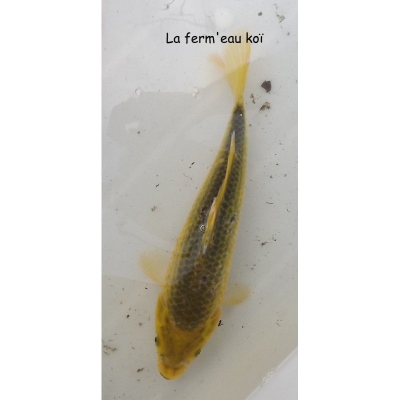 Midorigoï Wagoï 25-30 cm Japon Marusaka nisaï