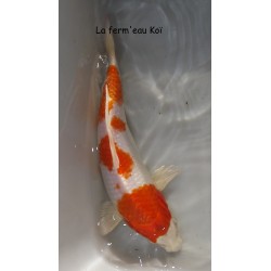 sakura  20-25cm Japon Marusaka 