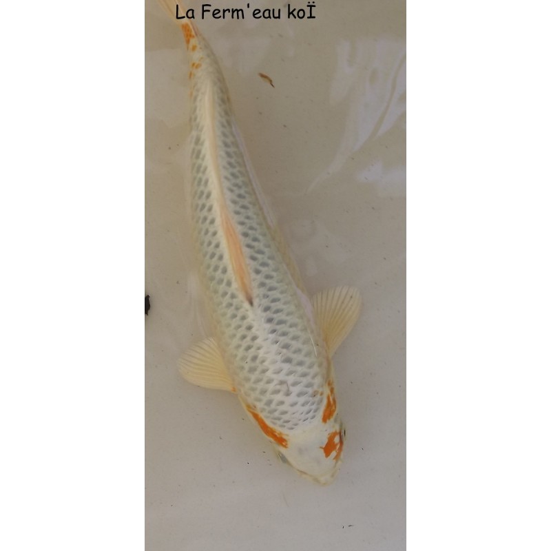 KUJAKU grade  A 25-30cm