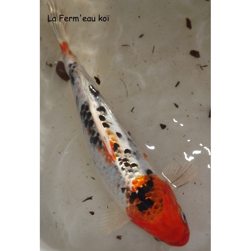 kujaku 25-30cm femelle