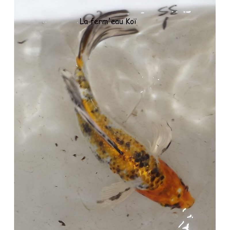 yamato voile 20-25cm