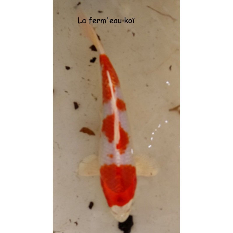 sakura  20-25cm Japon Marusaka 