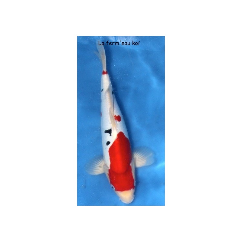 Nisaï Doitsu sanke 40cm éleveur Maruhide