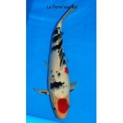 Taisho (tancho) sanke Japon HIRASAWA 35-40cm nisaï