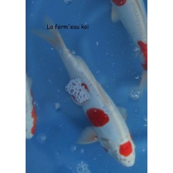 TANCHO KIKUSUI 25-30cm nisaï  éleveur YAGENJI TRES RARE