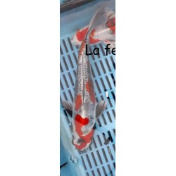 Beni kikokuryu MALE  30-35 cm Japon Marusaka koi farm