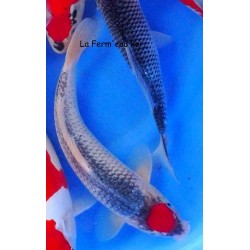 tancho goshiki 34cm Japon éleveur AOKI  RARE TRES BEAU TANCHO