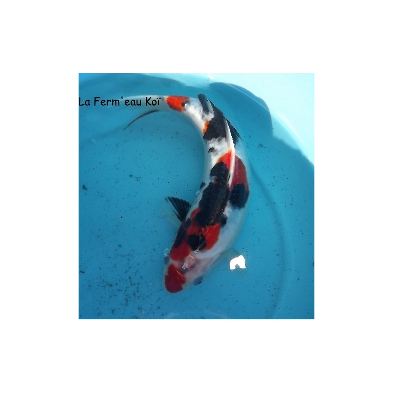 sanke  20-25 cm Japon Marusaka 