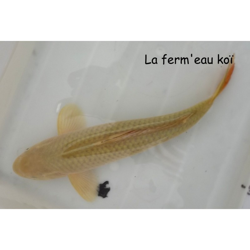 nisaï CHAGOÏ éleveur HIRASAWA 40-45cm