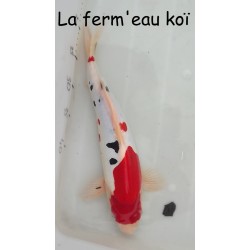 Nisaï Doitsu sanke 40cm éleveur Maruhide