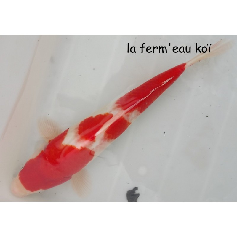 nisaï Kohaku sandan  39cm éleveur HIRASAWA