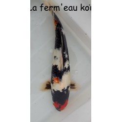 tancho Showa 40-45cm  Japon HIRASAWA nisaï