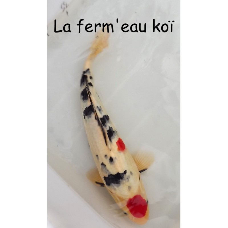 Taisho (tancho) sanke Japon HIRASAWA 35-40cm nisaï