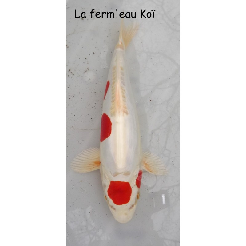 TANCHO KIKUSUI 25-30cm nisaï  éleveur YAGENJI TRES RARE