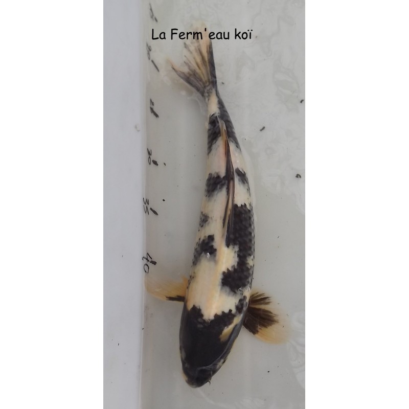 shiro utsuri 35-40 cm Japon Ogata