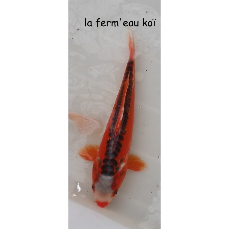 hi shusui 25-30cm Japon Ogata