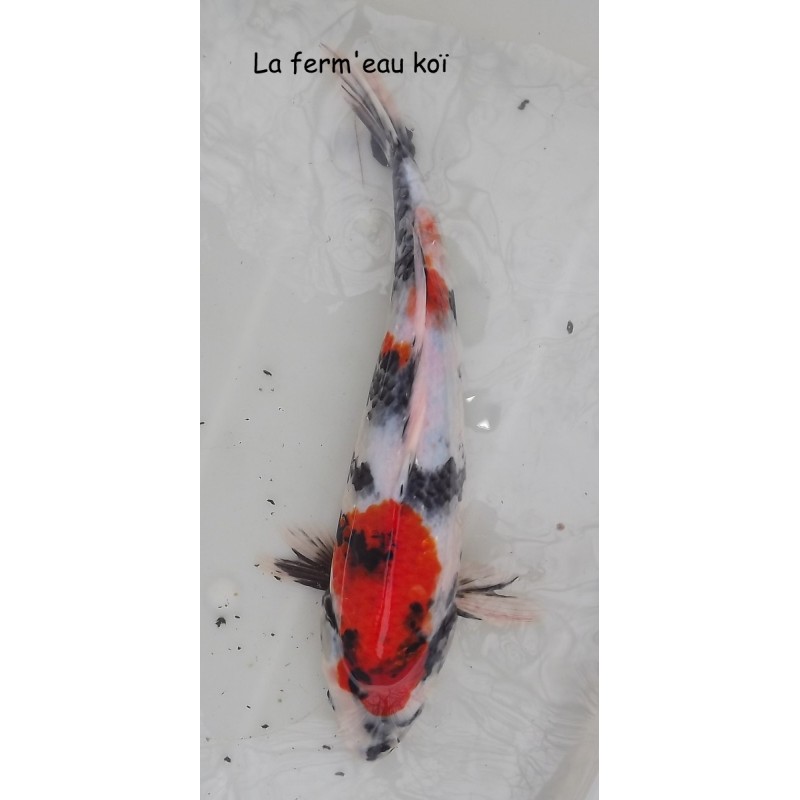 FEMELLE showa 35-40cm Japon Ogata