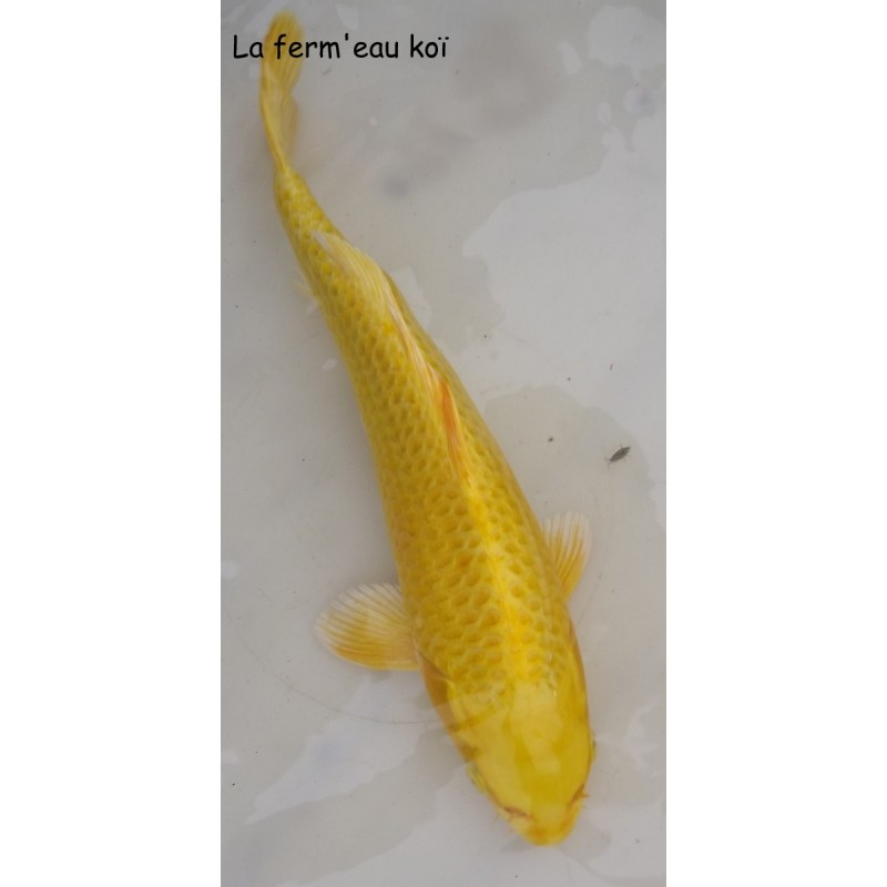 yamabuki Grade A  30-35cm