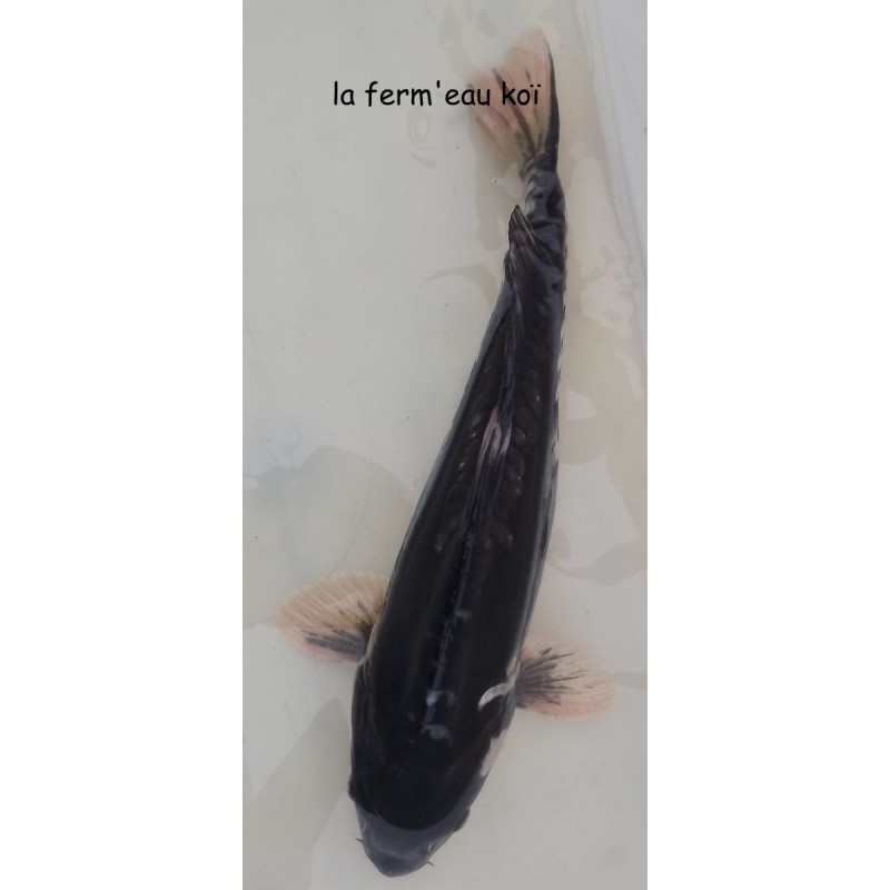 kumunryu (doitsu) grosses écailles Grade A 35-40cm  cm