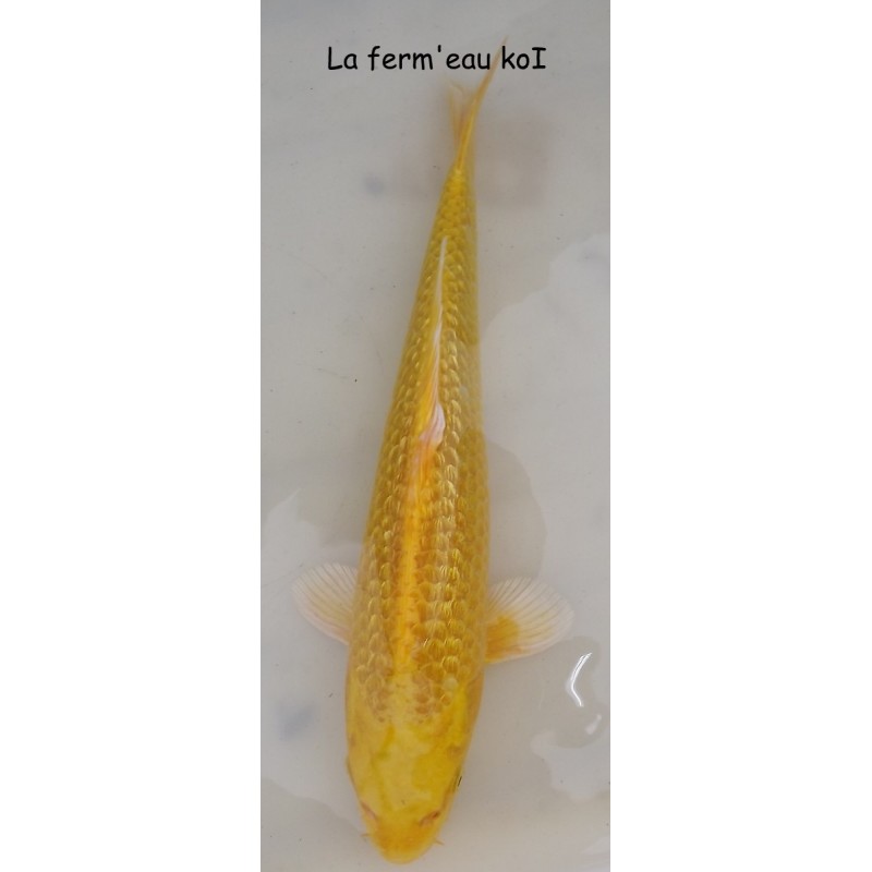 ginrin yamabuki Grade A 30-35 cm