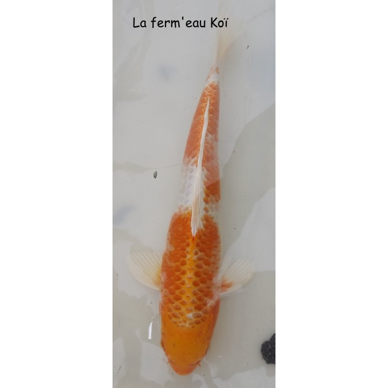 hariwake Grade A 30-35cm