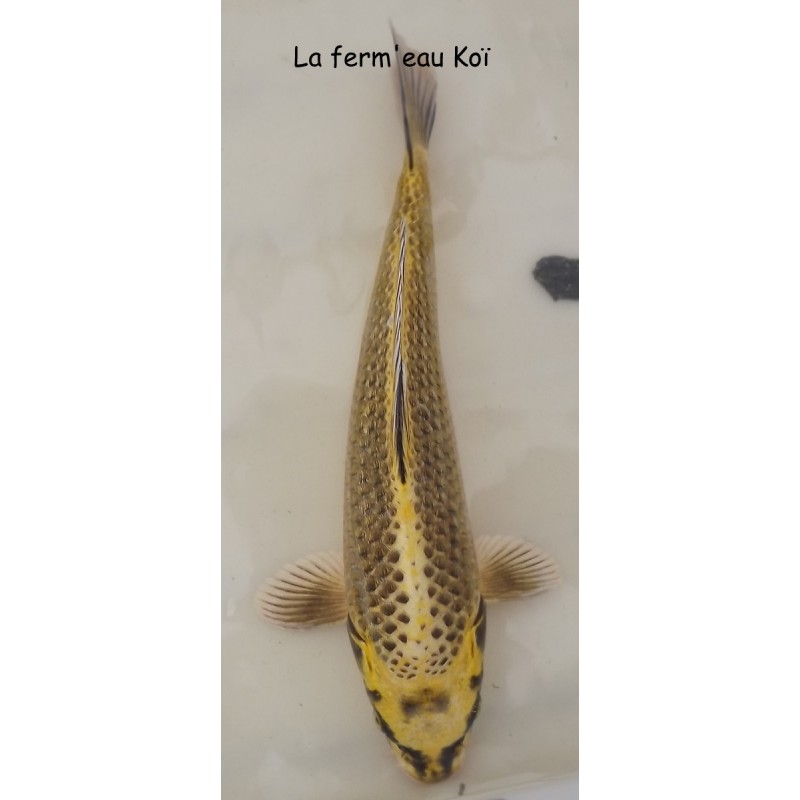 ginrin ki matsuba Grade A  30-35cm