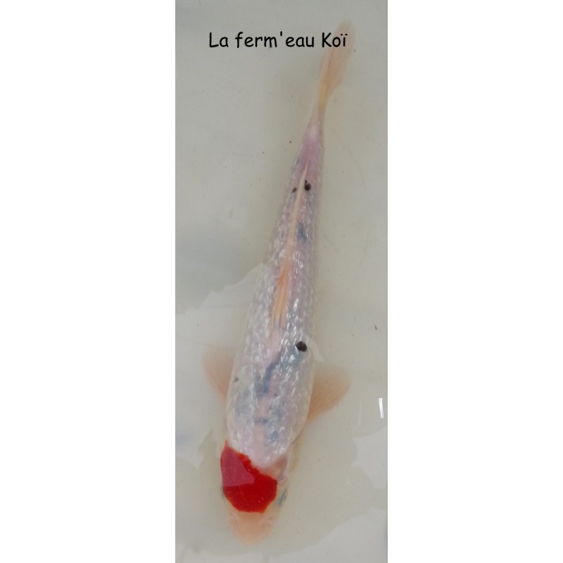 ginrin tancho sanke  25-30cm