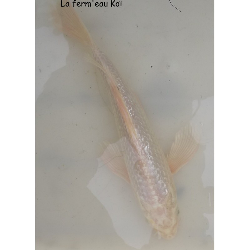 ginrin platinium /shiro voile 25-30cm