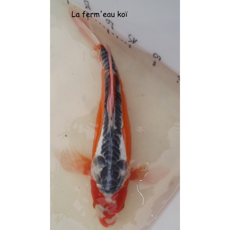 hi shusui  voile 40-45cm