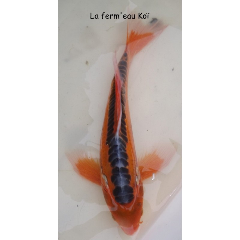 hi shusui  voile 30-35cm