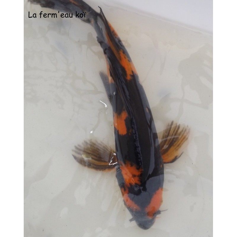 hi utsuri voile 30-35cm