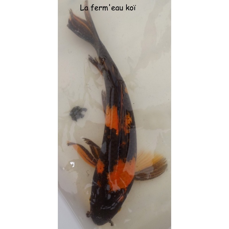 kin ki utsuri  voile 35-40cm