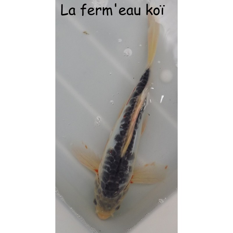 SHUSUI voile 25-30cm