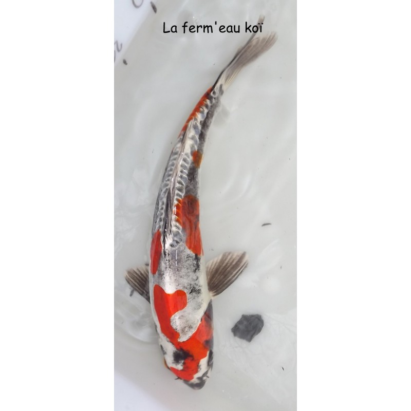 Beni kikokuryu MALE  30-35 cm Japon Marusaka koi farm