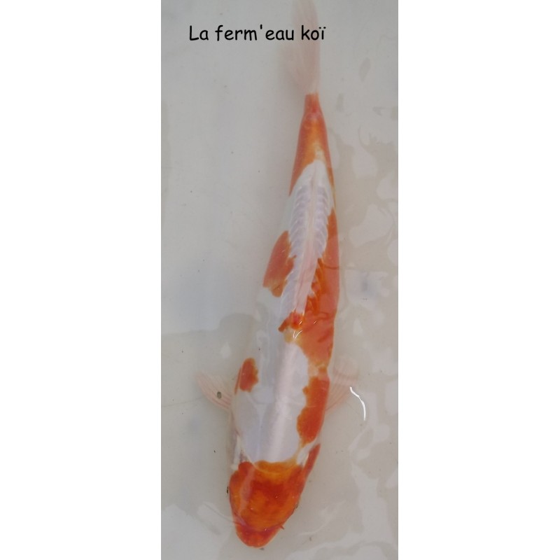 KIKUSUI 30-35 cm grade B